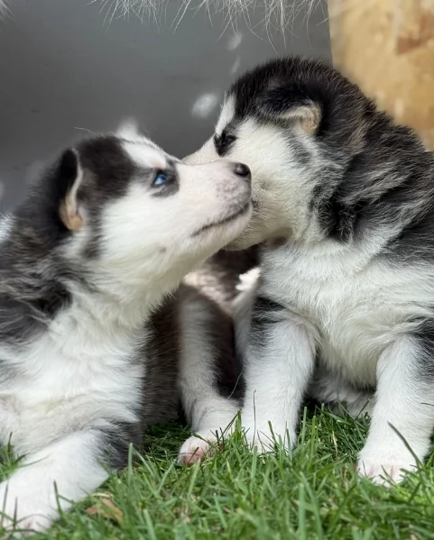 CUCCIOLI DI SIBERIAN HUSKY ALLEVATI CON AMORE per adozione | Foto 2