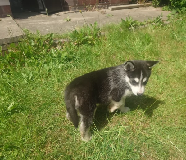 CUCCIOLI DI SIBERIAN HUSKY ALLEVATI CON AMORE per adozione | Foto 1