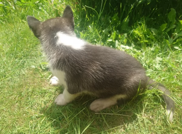 CUCCIOLI DI SIBERIAN HUSKY ALLEVATI CON AMORE per adozione