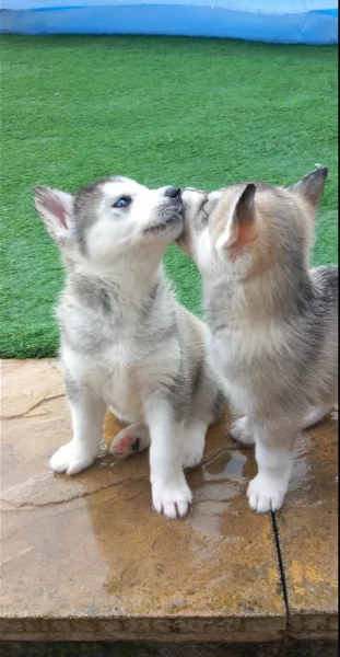 CUCCIOLI DI SIBERIAN HUSKY ALLEVATI CON AMORE per adozione | Foto 5
