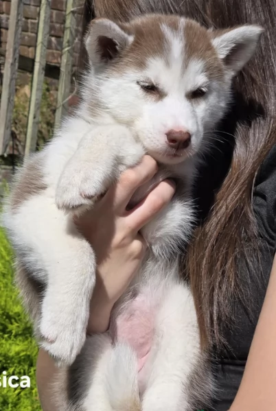 CUCCIOLI DI SIBERIAN HUSKY ALLEVATI CON AMORE per adozione | Foto 4