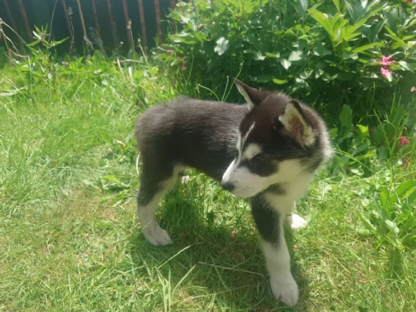 CUCCIOLI DI SIBERIAN HUSKY ALLEVATI CON AMORE per adozione | Foto 2