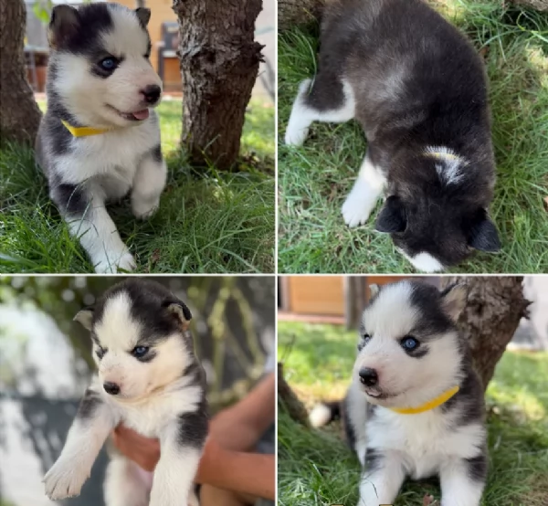 CUCCIOLI DI SIBERIAN HUSKY ALLEVATI CON AMORE per adozione | Foto 0