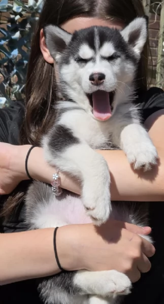 CUCCIOLI DI SIBERIAN HUSKY ALLEVATI CON AMORE per adozione
