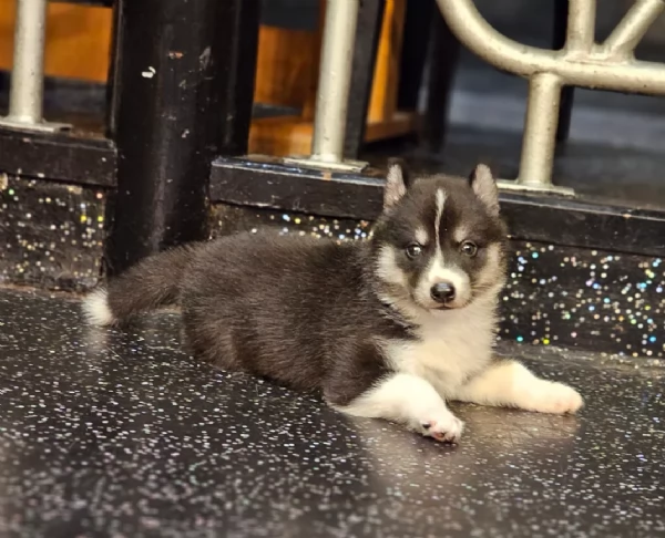 CUCCIOLI DI SIBERIAN HUSKY ALLEVATI CON AMORE per adozione | Foto 2