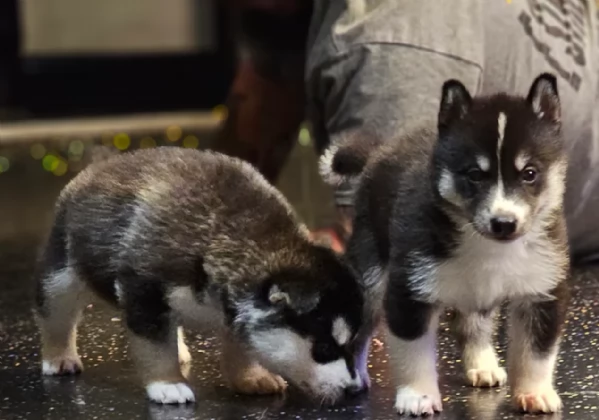 CUCCIOLI DI SIBERIAN HUSKY ALLEVATI CON AMORE per adozione | Foto 1