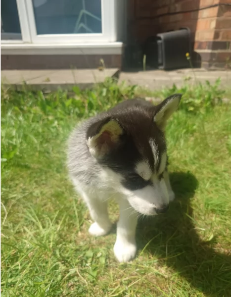 CUCCIOLI DI SIBERIAN HUSKY ALLEVATI CON AMORE per adozione | Foto 5