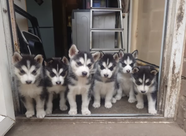 CUCCIOLI DI SIBERIAN HUSKY ALLEVATI CON AMORE per adozione | Foto 4