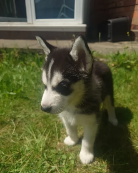 CUCCIOLI DI SIBERIAN HUSKY ALLEVATI CON AMORE per adozione