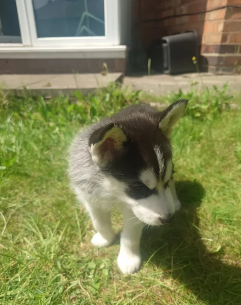 CUCCIOLI DI SIBERIAN HUSKY ALLEVATI CON AMORE per adozione | Foto 0