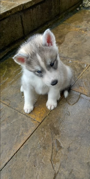 CUCCIOLI DI SIBERIAN HUSKY ALLEVATI CON AMORE per adozione | Foto 6