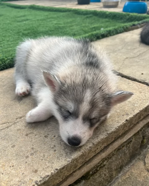 CUCCIOLI DI SIBERIAN HUSKY ALLEVATI CON AMORE per adozione | Foto 4