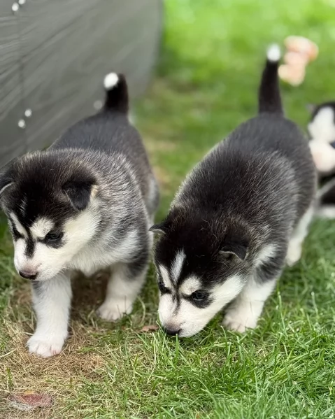 CUCCIOLI DI SIBERIAN HUSKY ALLEVATI CON AMORE per adozione | Foto 5
