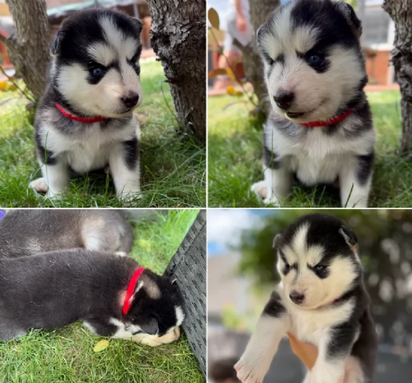CUCCIOLI DI SIBERIAN HUSKY ALLEVATI CON AMORE per adozione | Foto 3