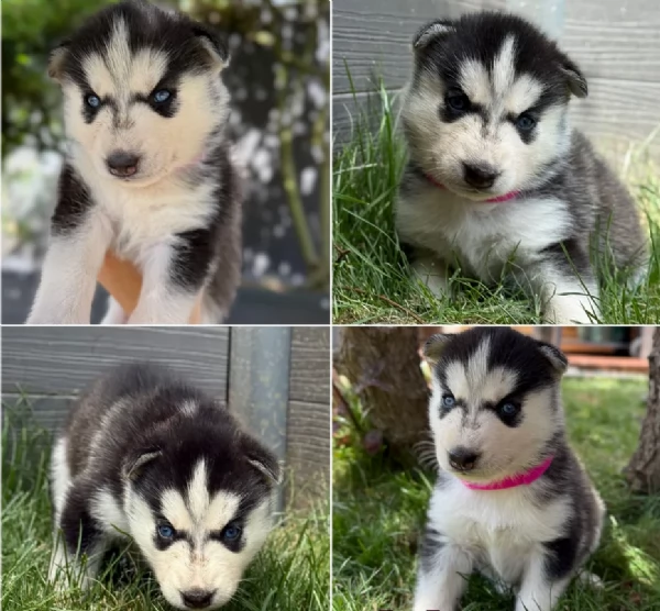 CUCCIOLI DI SIBERIAN HUSKY ALLEVATI CON AMORE per adozione | Foto 0