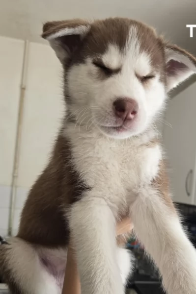 CUCCIOLI DI SIBERIAN HUSKY ALLEVATI CON AMORE per adozione | Foto 2