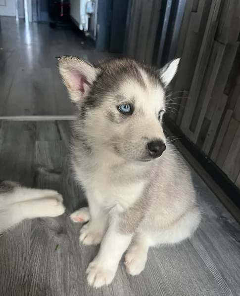CUCCIOLI DI SIBERIAN HUSKY ALLEVATI CON AMORE per adozione | Foto 1