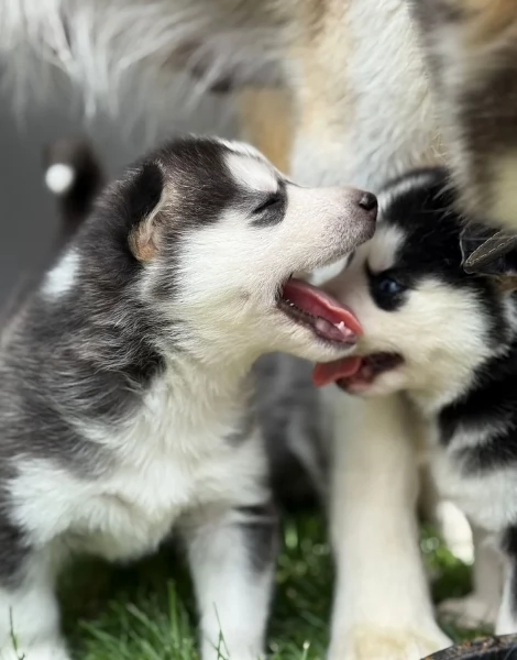 CUCCIOLI DI SIBERIAN HUSKY ALLEVATI CON AMORE per adozione | Foto 1