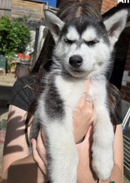 CUCCIOLI DI SIBERIAN HUSKY ALLEVATI CON AMORE per adozione | Foto 6