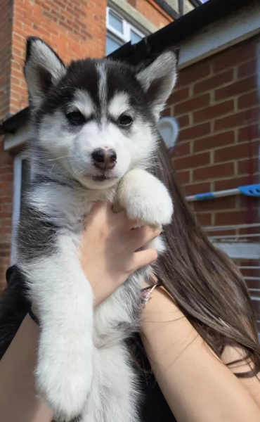 CUCCIOLI DI SIBERIAN HUSKY ALLEVATI CON AMORE per adozione | Foto 4