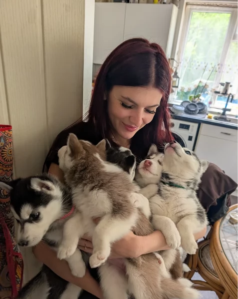 CUCCIOLI DI SIBERIAN HUSKY ALLEVATI CON AMORE per adozione | Foto 0