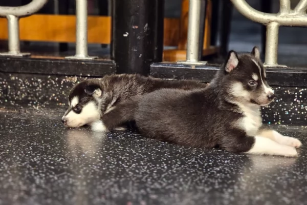 CUCCIOLI DI SIBERIAN HUSKY ALLEVATI CON AMORE per adozione | Foto 2