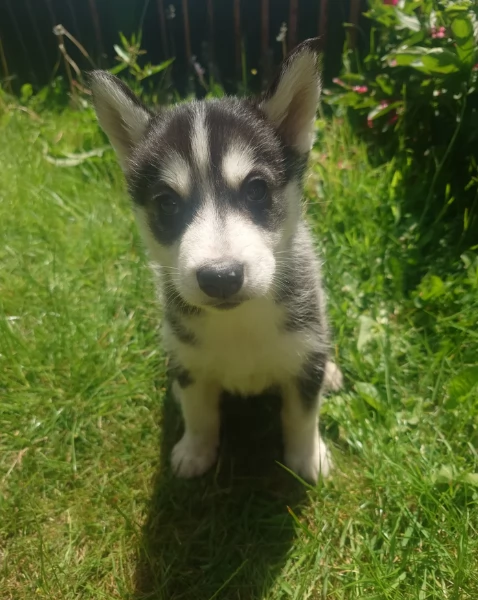 CUCCIOLI DI SIBERIAN HUSKY ALLEVATI CON AMORE per adozione