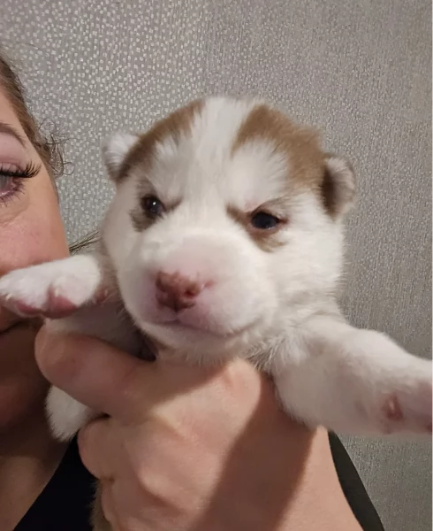 CUCCIOLI DI SIBERIAN HUSKY ALLEVATI CON AMORE per adozione | Foto 0