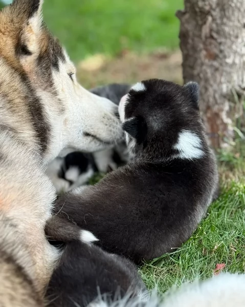 CUCCIOLI DI SIBERIAN HUSKY ALLEVATI CON AMORE per adozione | Foto 2