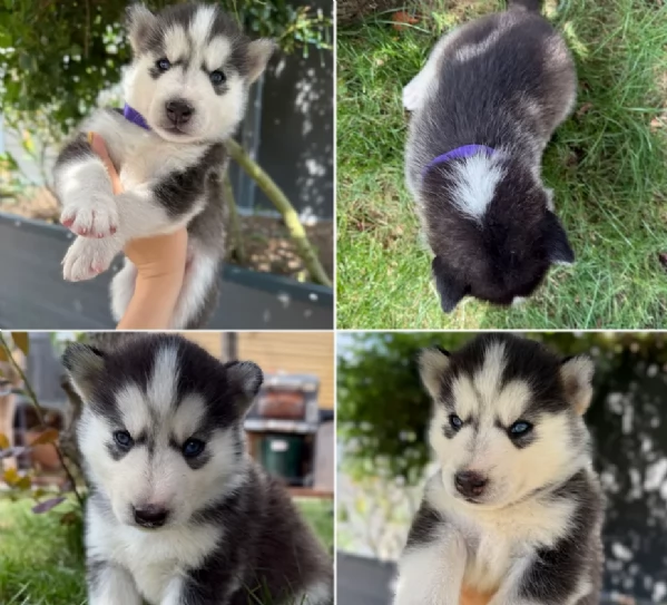 CUCCIOLI DI SIBERIAN HUSKY ALLEVATI CON AMORE per adozione | Foto 0