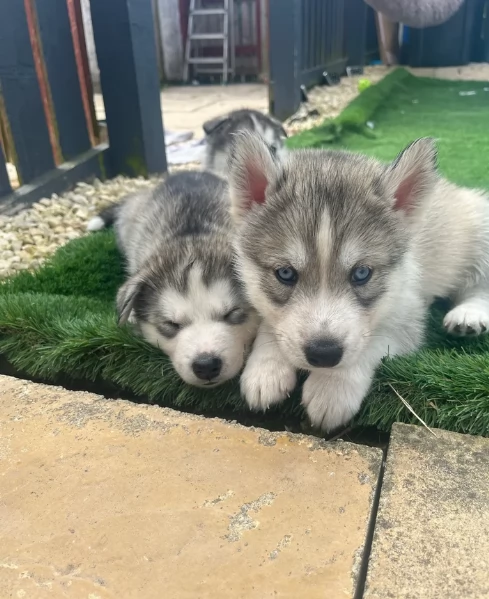 CUCCIOLI DI SIBERIAN HUSKY ALLEVATI CON AMORE per adozione | Foto 1