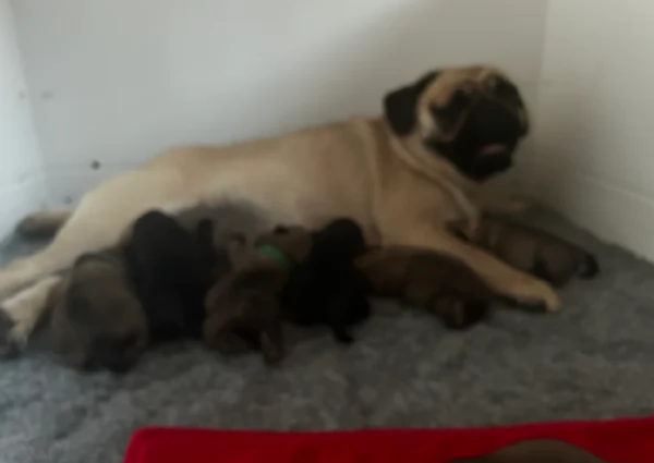 meraviglioso cuccioli Carlino per adozione | Foto 6