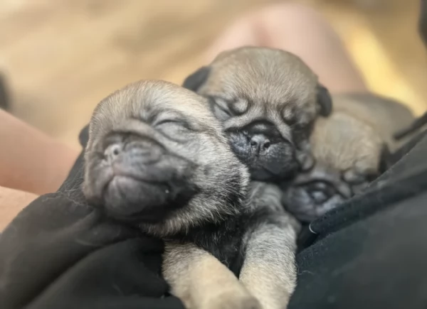 meraviglioso cuccioli Carlino per adozione | Foto 5