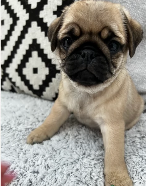 meraviglioso cuccioli Carlino per adozione | Foto 5