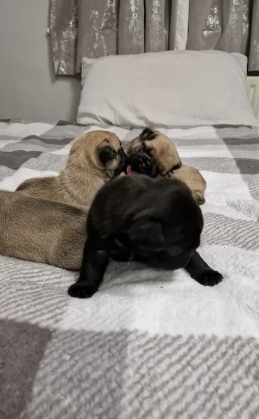 meraviglioso cuccioli Carlino per adozione | Foto 4