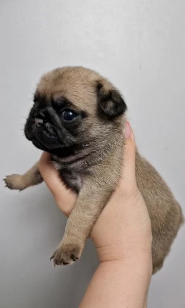 meraviglioso cuccioli Carlino per adozione | Foto 4