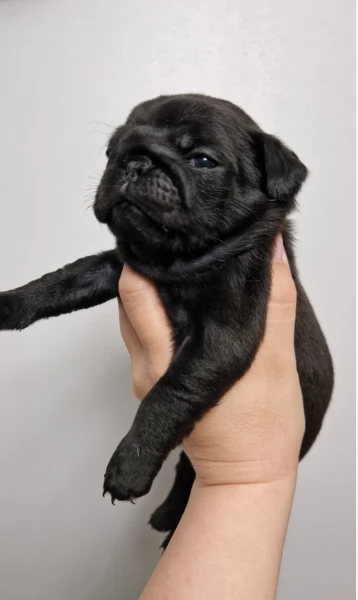meraviglioso cuccioli Carlino per adozione | Foto 0