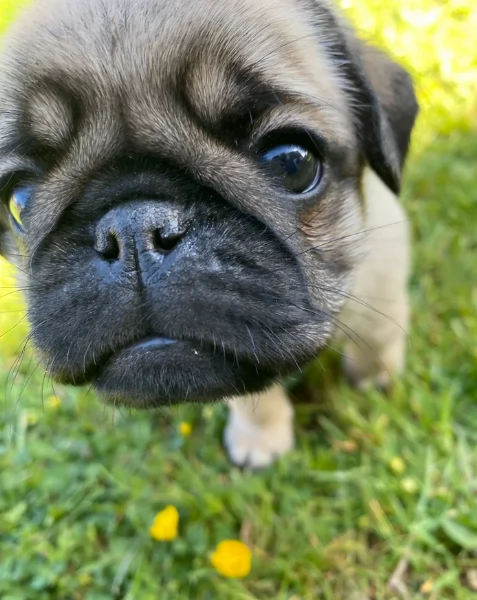 meraviglioso cuccioli Carlino per adozione
