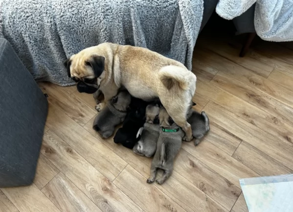 meraviglioso cuccioli Carlino per adozione | Foto 2