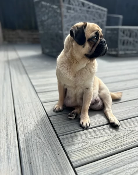 meraviglioso cuccioli Carlino per adozione | Foto 1