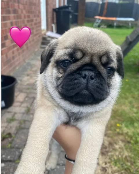 meraviglioso cuccioli Carlino per adozione | Foto 4