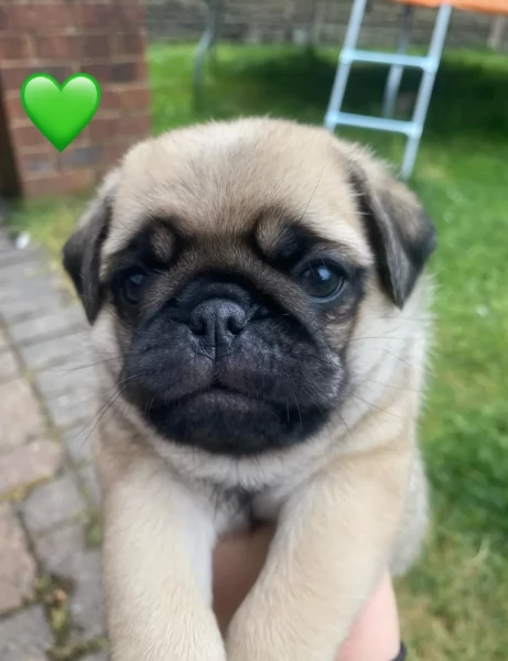 meraviglioso cuccioli Carlino per adozione | Foto 2