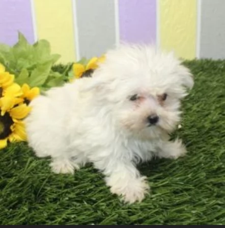 Regalo piccolissima cuccioli di Maltese per ladozione | Foto 5