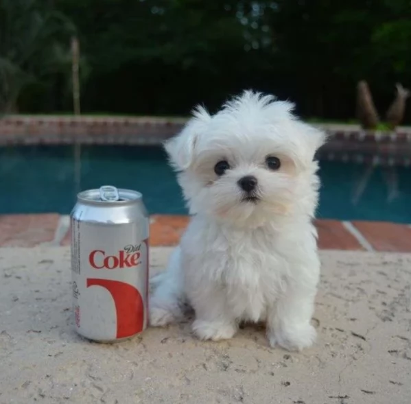 Regalo piccolissima cuccioli di Maltese per ladozione