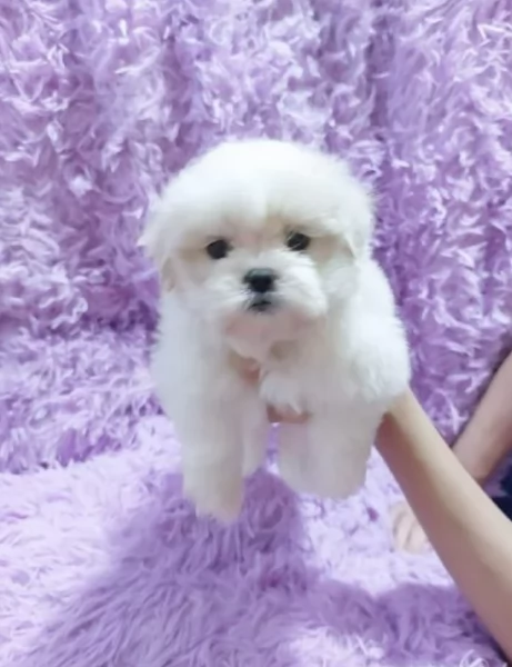 Regalo piccolissima cuccioli di Maltese per ladozione | Foto 4