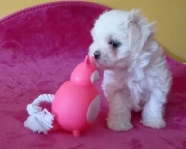 Regalo piccolissima cuccioli di Maltese per ladozione | Foto 1