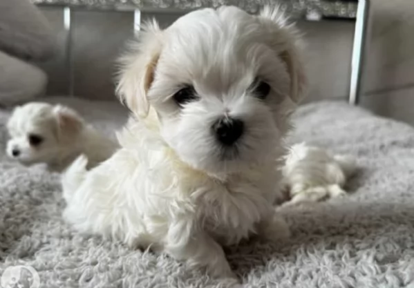 Regalo piccolissima cuccioli di Maltese per ladozione | Foto 0