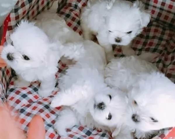 Regalo piccolissima cuccioli di Maltese per ladozione | Foto 4