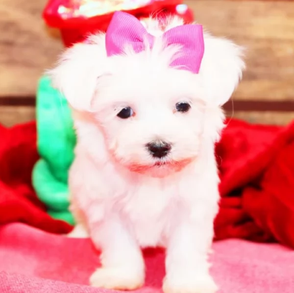 Regalo piccolissima cuccioli di Maltese per ladozione | Foto 3