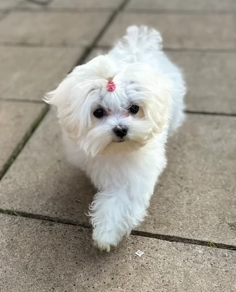 Regalo piccolissima cuccioli di Maltese per ladozione | Foto 5